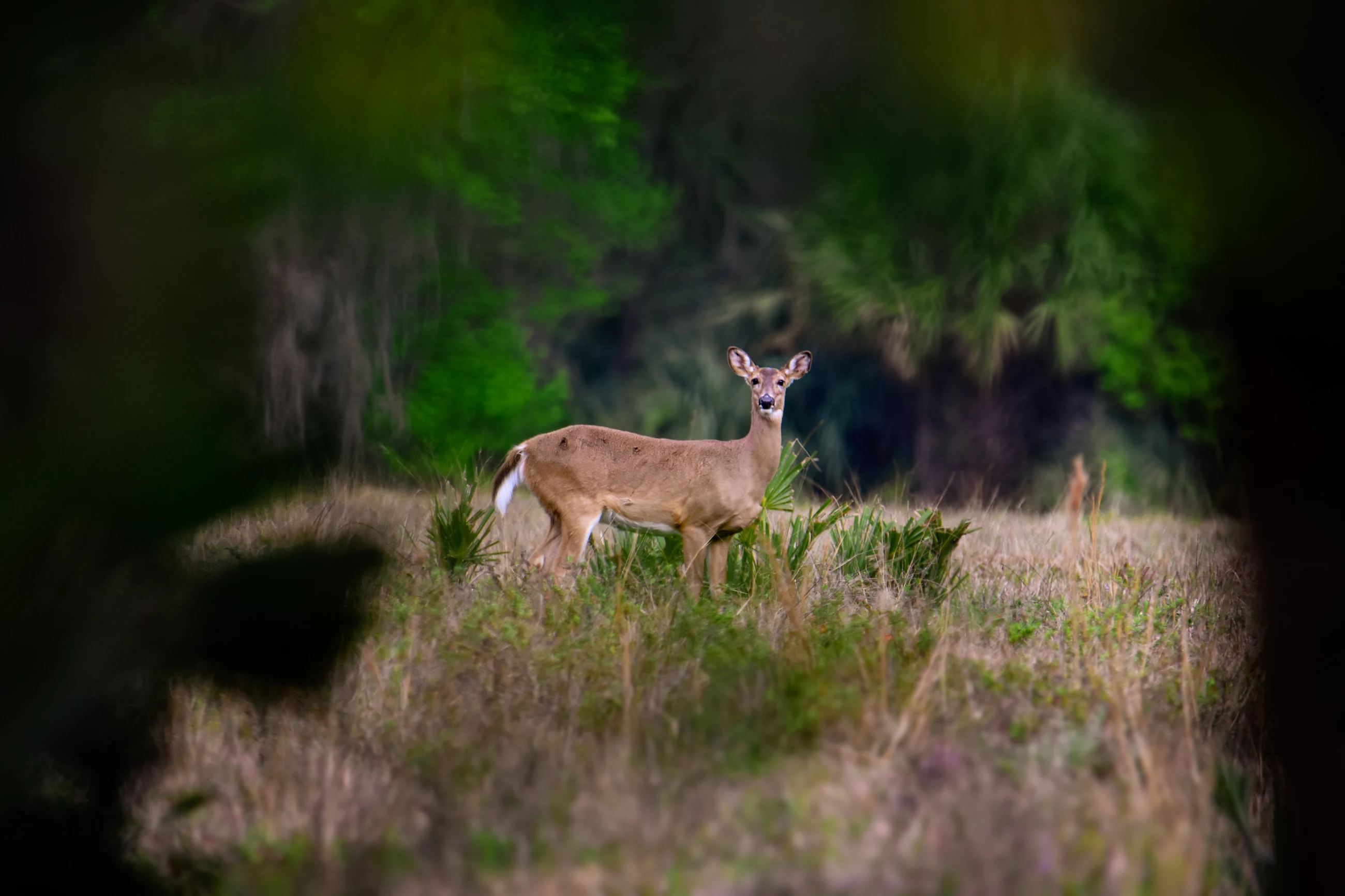 White-tailed deer in its natural habitat