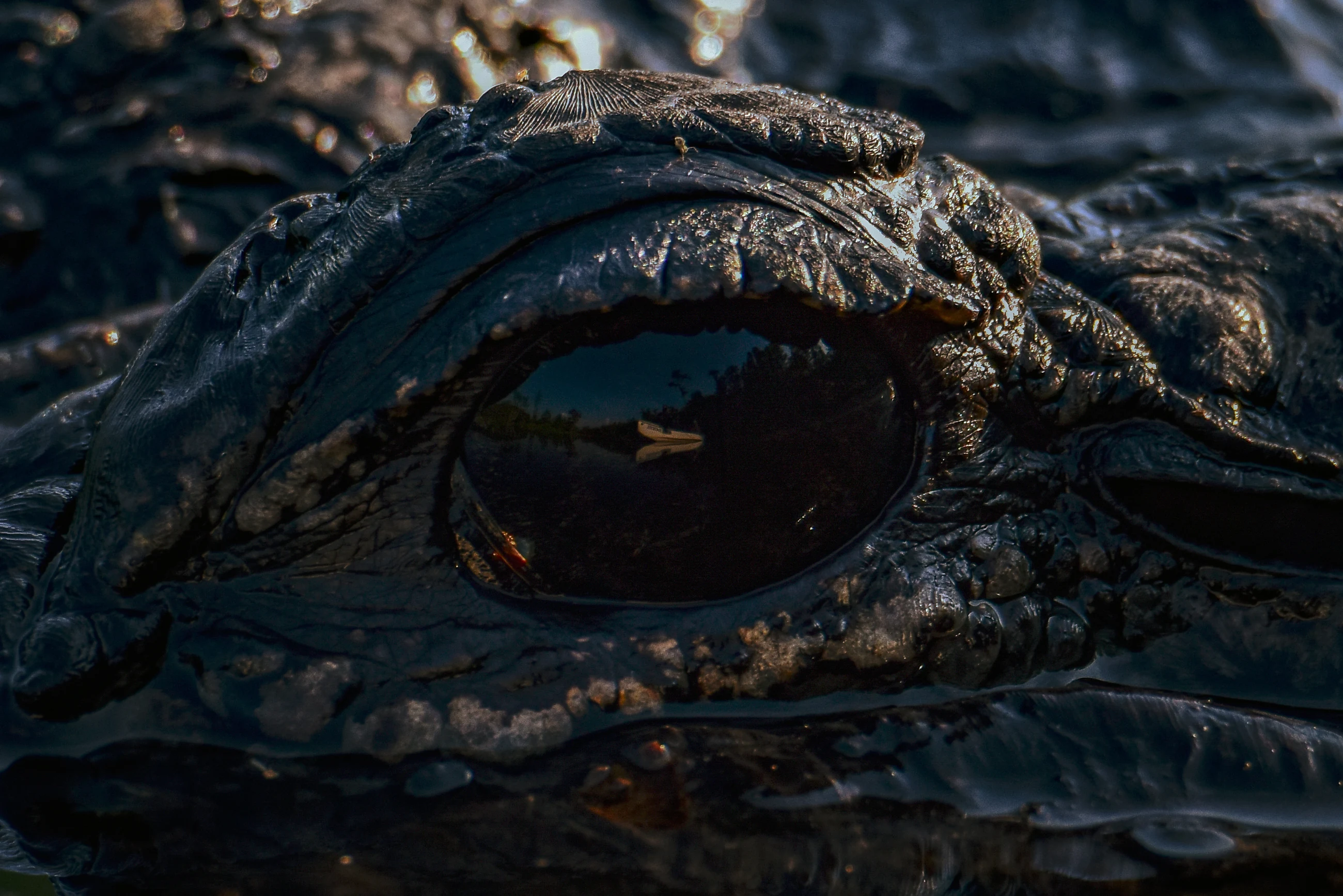 Alligator detail