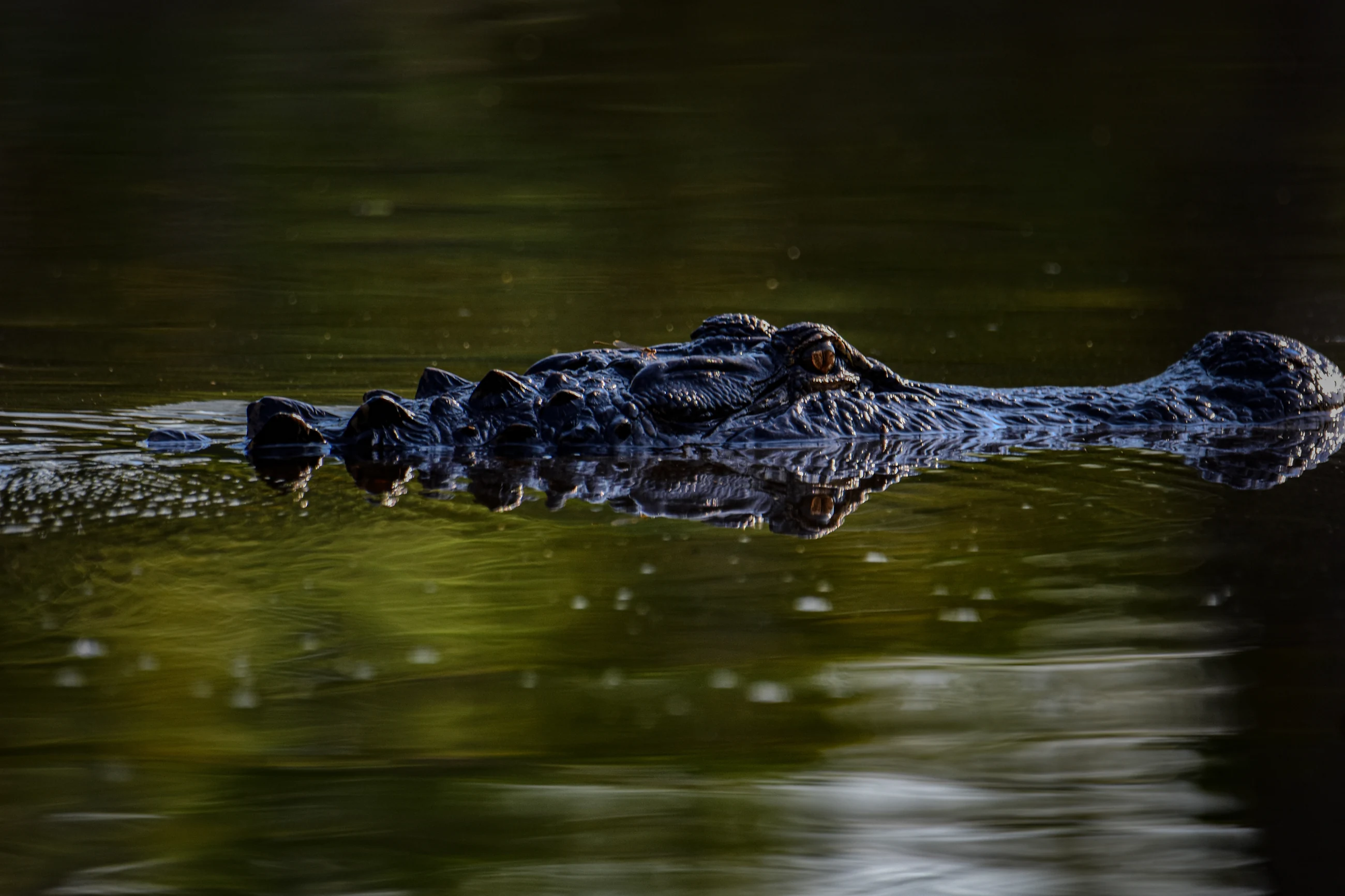 American alligator