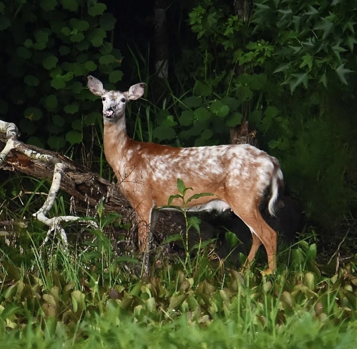 Whitetail deer