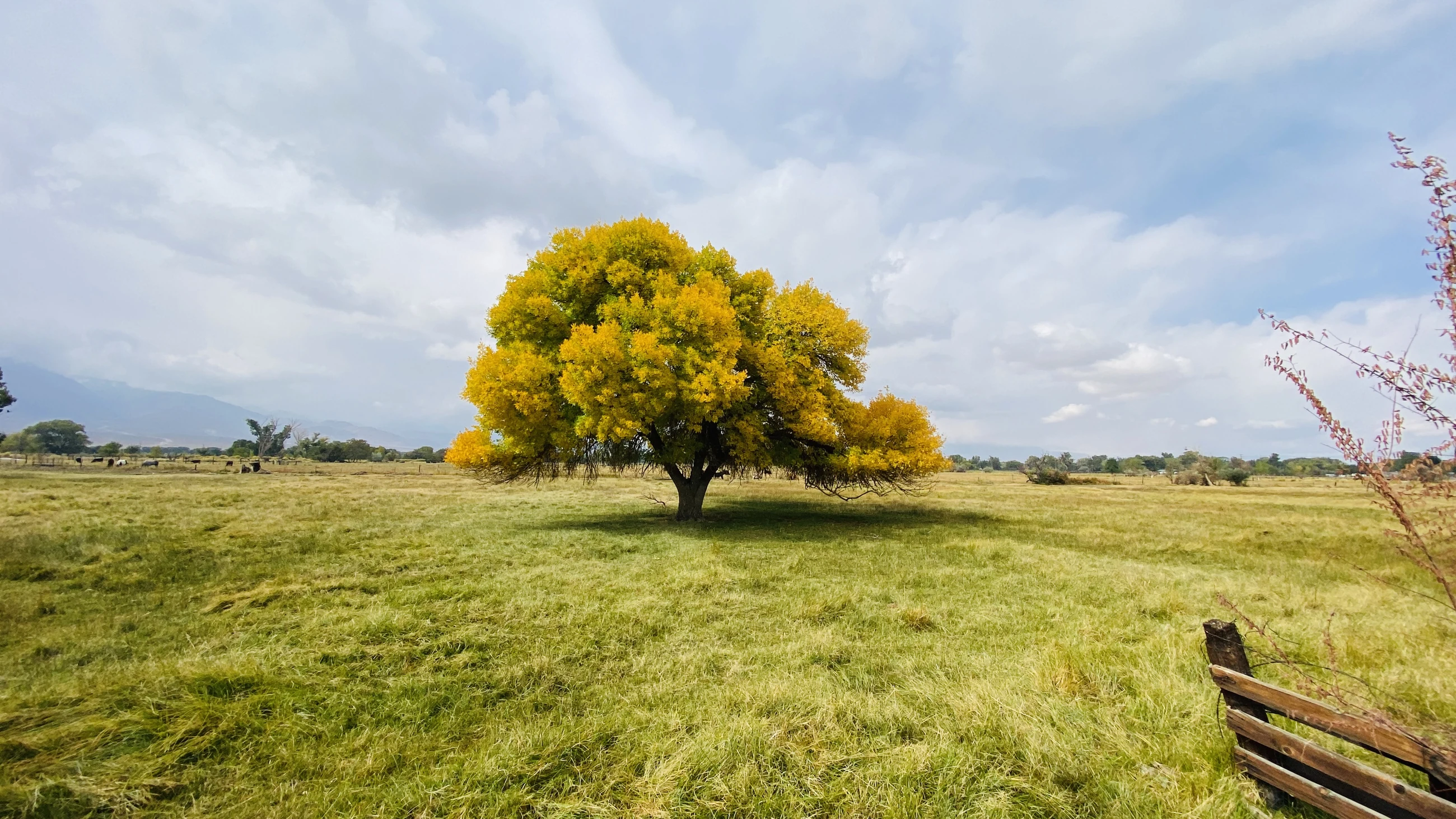 Open field