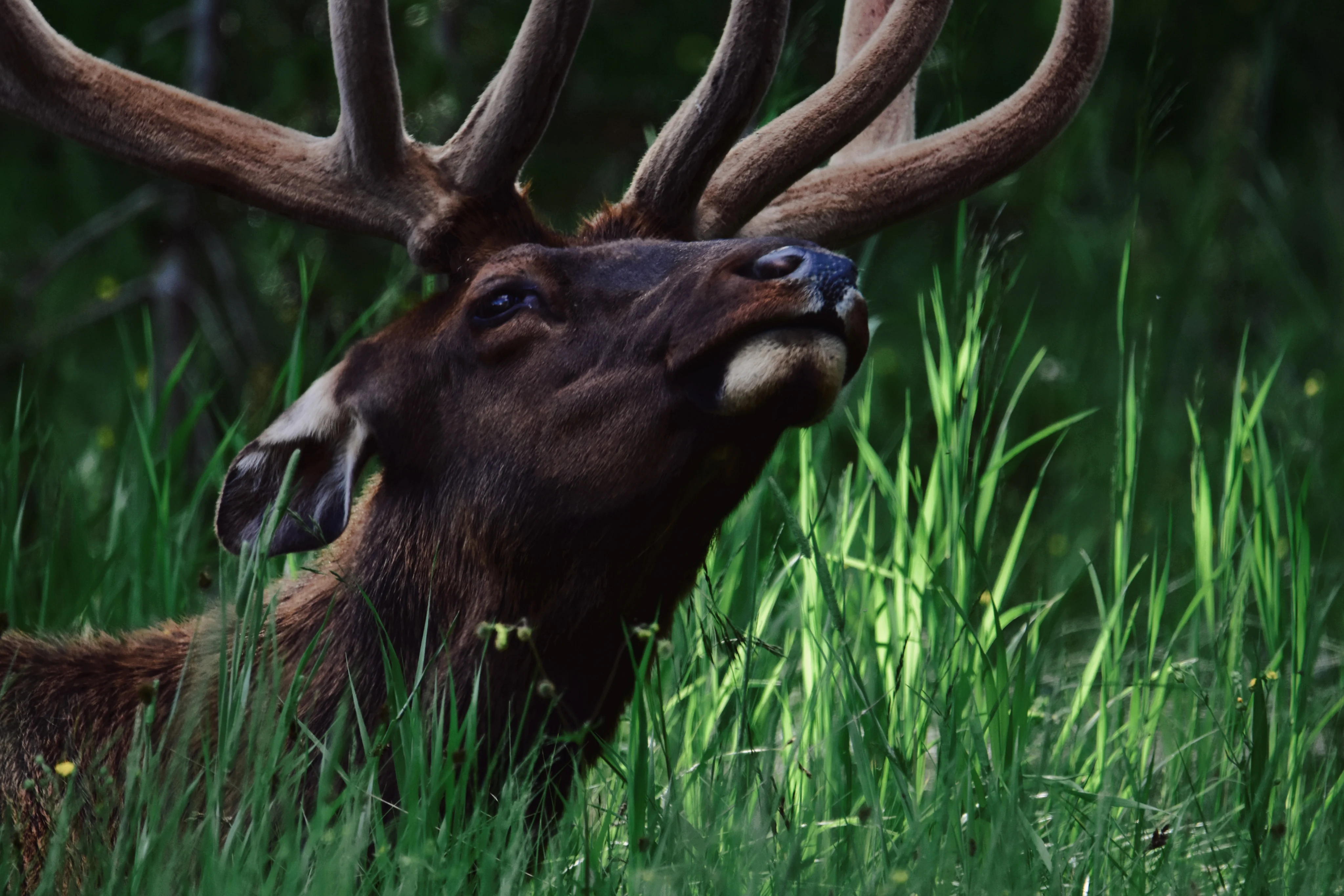 Whitetail buck