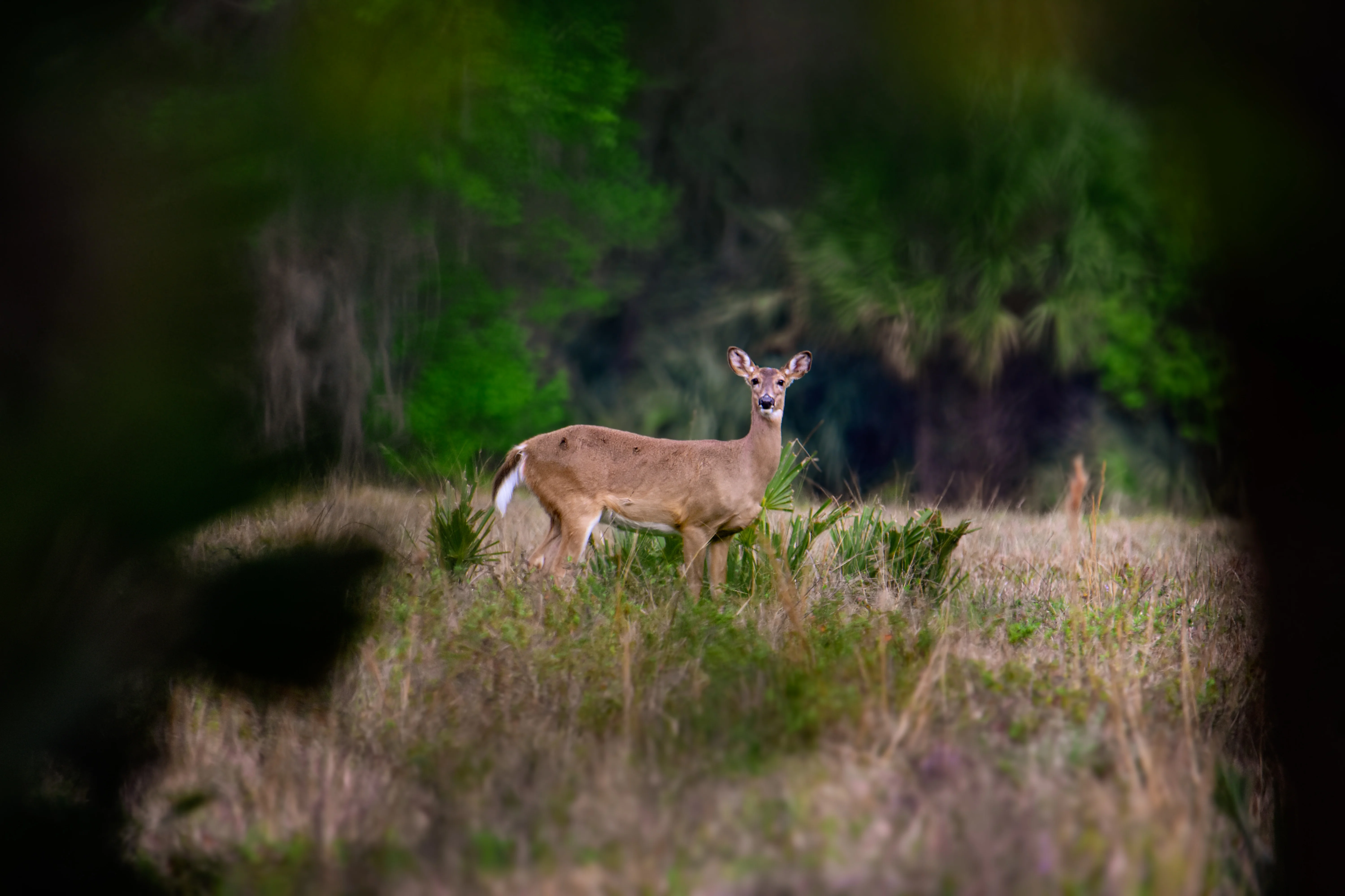 White-tailed deer in its natural habitat