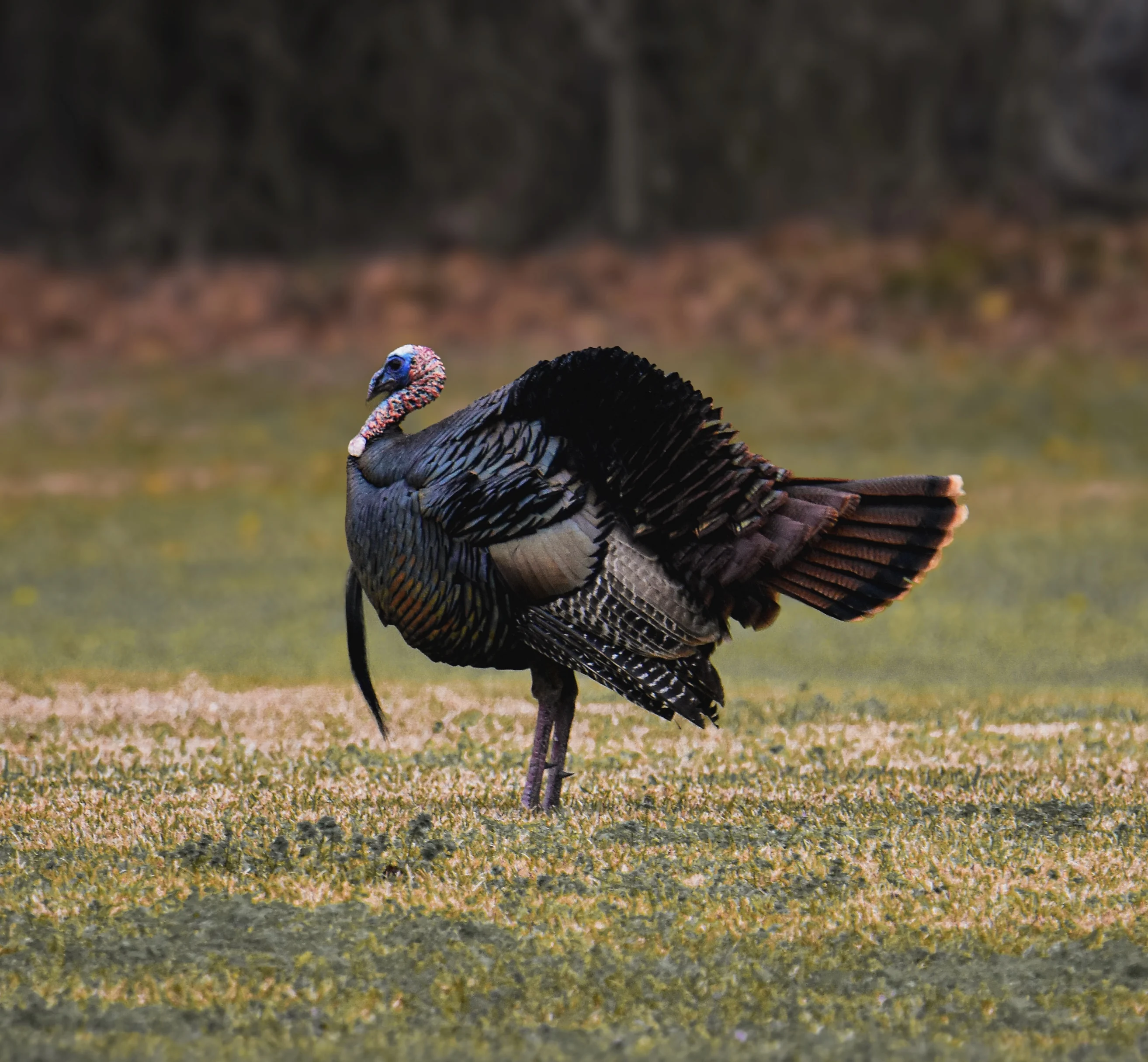 Wild turkey